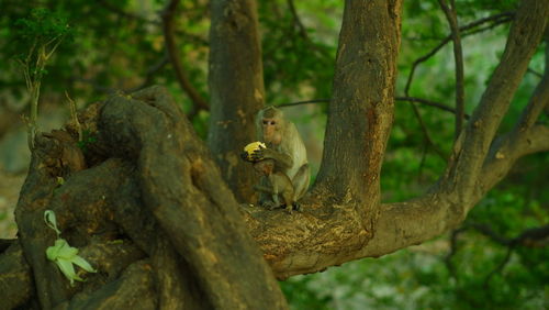 View of monkey on tree trunk