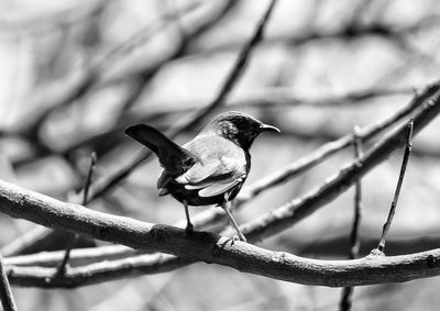 Close-up of bird perching on branch