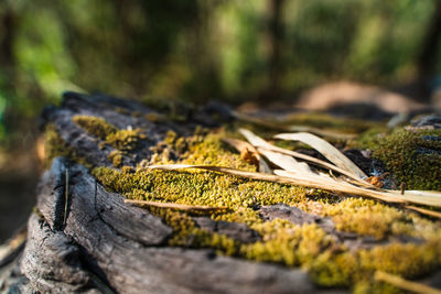 Close-up of moss growing on tree trunk