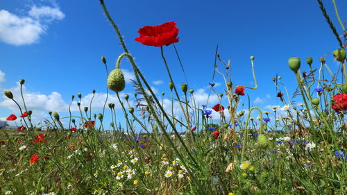 Close-up of flowering plants on field