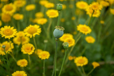 Close-up of yellow flowering plants on field