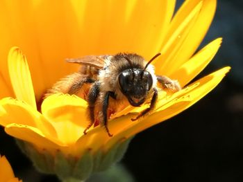 Close-up of bee pollinating on yellow flower