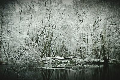 Bare trees in water