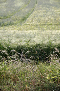 Close-up of grass growing in field