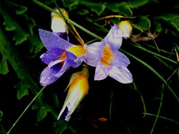 Close-up of purple flowers blooming