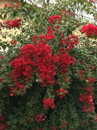 Red flowers in bloom