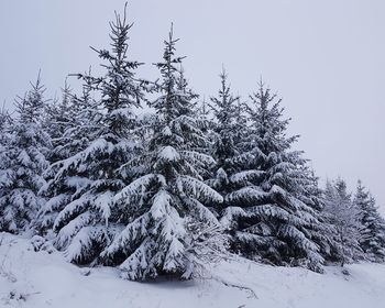 Pine trees on snow covered land against sky