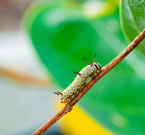 Close-up of insect