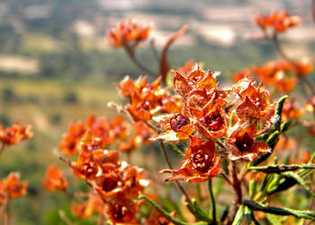Close-up of red flowering plant