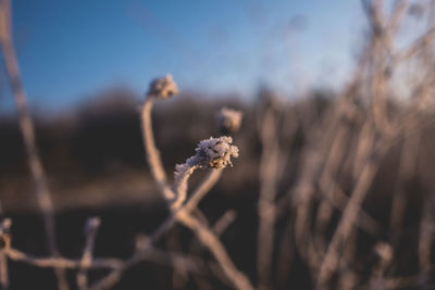 Close-up of wilted flower on field against sky