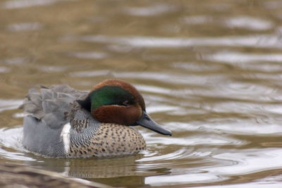 Close-up of duck swimming in lake