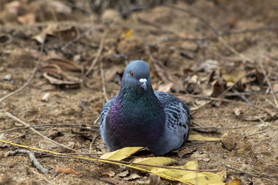 Close-up of pigeon perching on a land
