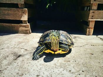 
a small turtle basking in the sun