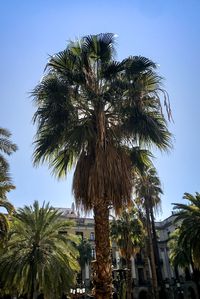 Low angle view of palm tree against clear sky