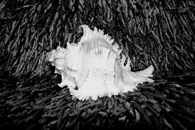 Close-up of tree trunk