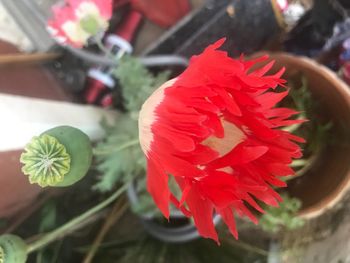 Close-up high angle view of red flower