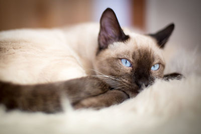 Close-up portrait of kitten relaxing at home