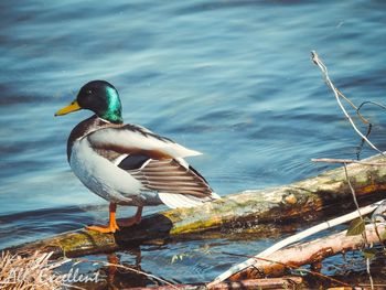 Bird on a lake