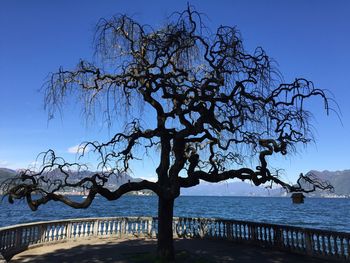 Bare trees against sky