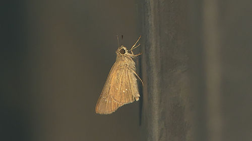 Close-up of butterfly on wall