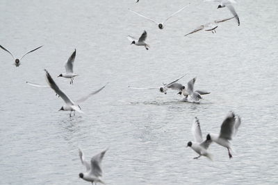 Flock of birds in lake