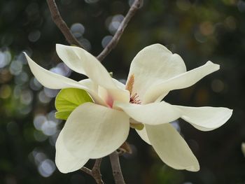 Close-up of white flowers