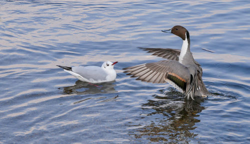 Ducks swimming in lake