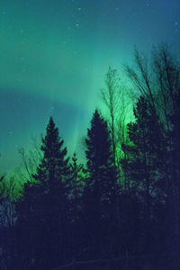 Low angle view of silhouette trees against sky at night