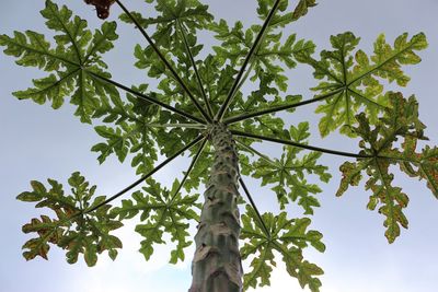 Low angle view of tree against sky