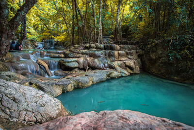 Scenic view of waterfall in forest