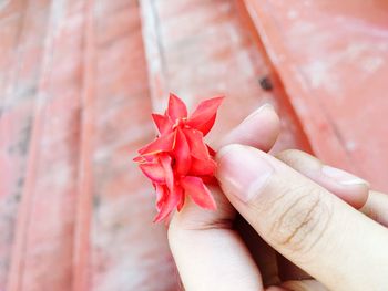 Close-up of hand holding red leaf