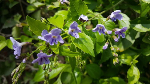 Close-up of purple flowering plants