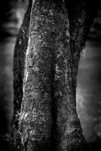 Close-up of tree trunk against sky