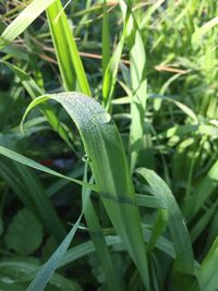Close-up of raindrops on grass