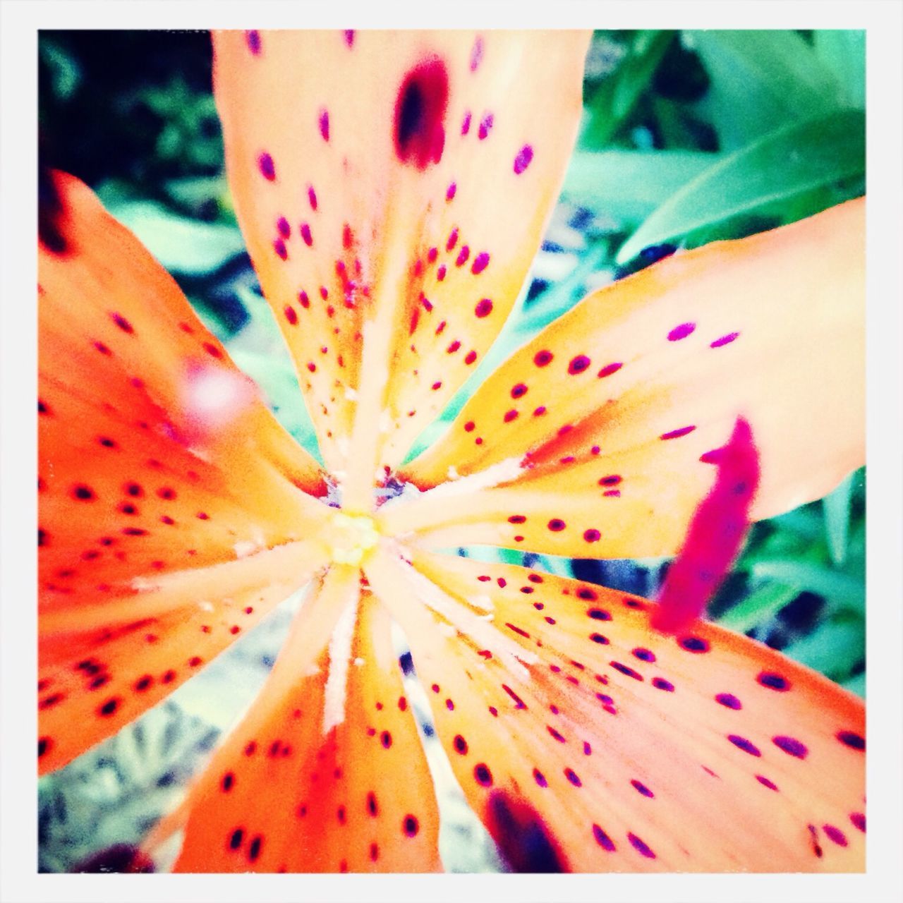 transfer print, auto post production filter, flower, close-up, fragility, flower head, freshness, petal, beauty in nature, pollen, growth, stamen, nature, natural pattern, focus on foreground, single flower, full frame, backgrounds, day, outdoors