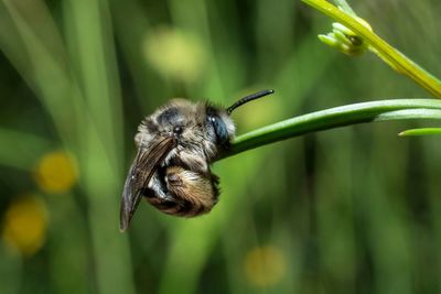 Close-up of bee on flower