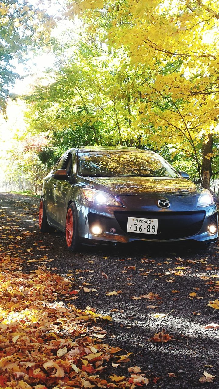 CAR PARKED AGAINST TREES