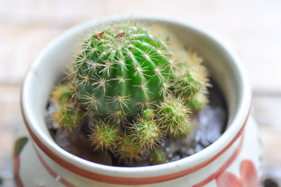 High angle view of potted plants