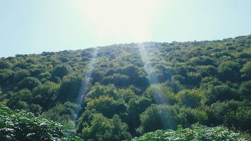 Sun shining through trees