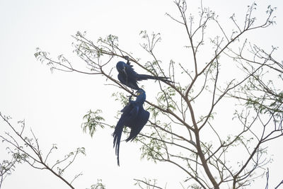 Low angle view of bird perching on tree