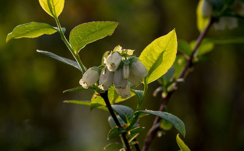 Bluberry plant in bloom