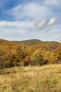 Scenic view of field against sky