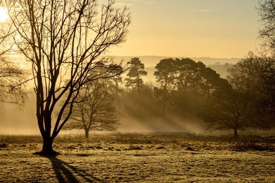 Bare tree on field against sky during sunrise