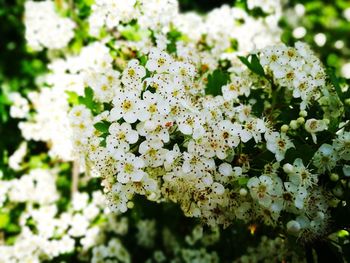 Close-up of white flowering plant