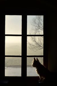Dog looking through window