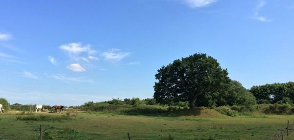 Scenic view of grassy field against cloudy sky