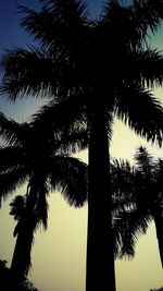 Low angle view of silhouette palm trees against clear sky