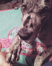 Close-up portrait of dog relaxing at home