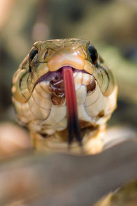 Close-up of snake