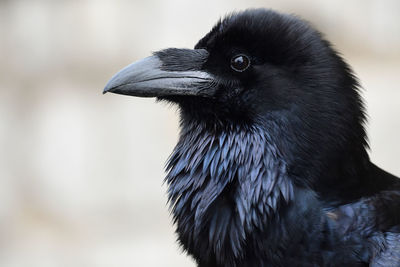 Head shot of a raven